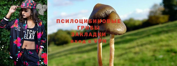 шишки Арсеньев